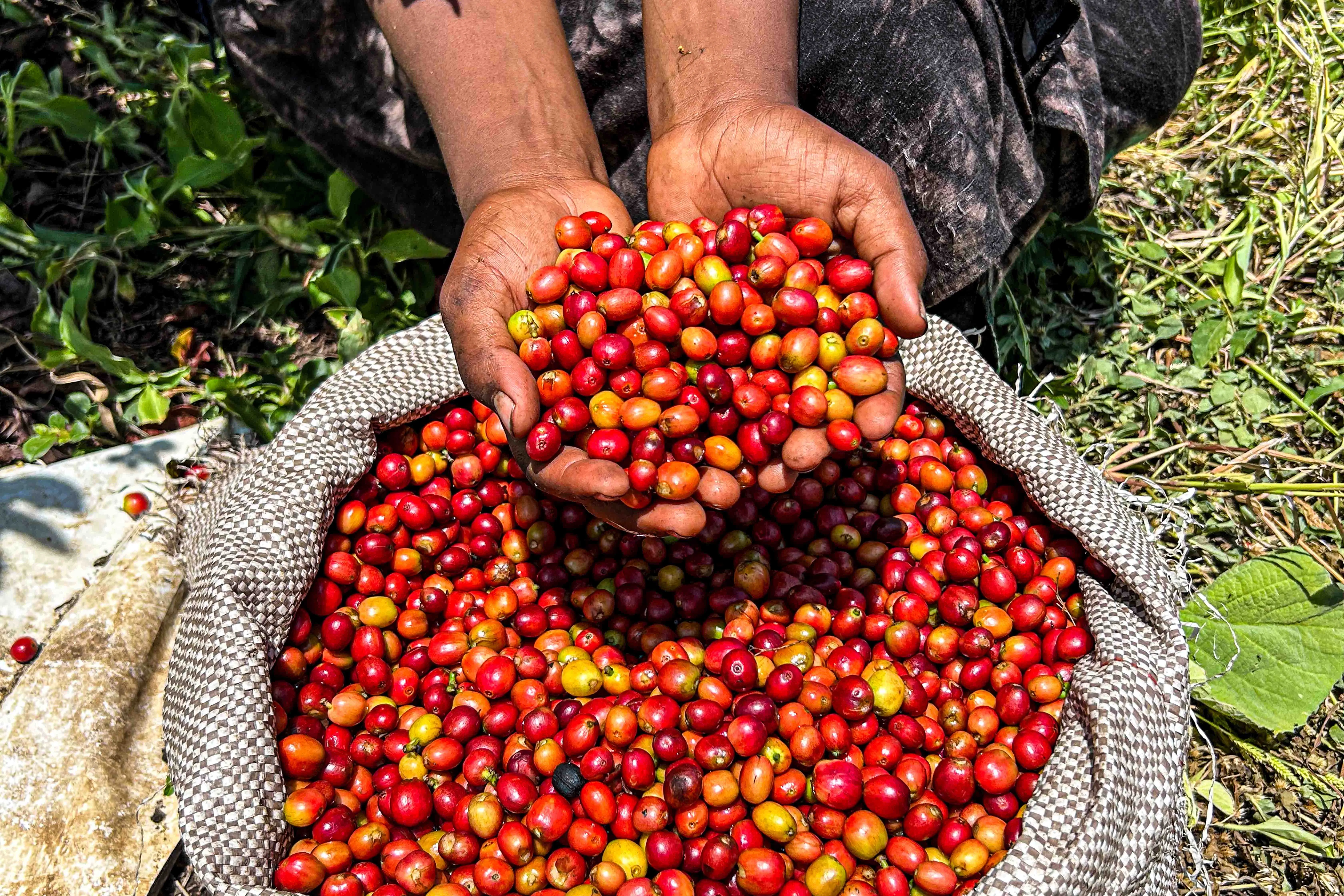 Ethiopian Coffee Harvest Kotee Tradition